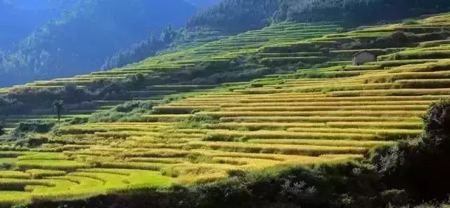 黑山梯田最新探秘，自然美景的治愈之旅