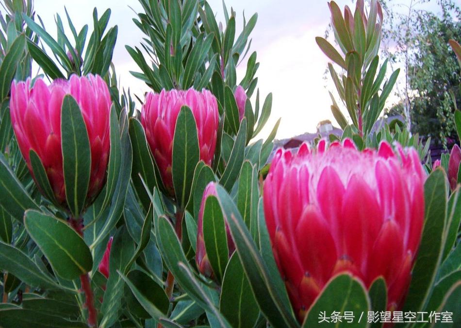 桃紅世界最新,桃紅世界最新，學(xué)習(xí)、變化與自信的奇妙旅程